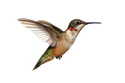 Google Hummingbird